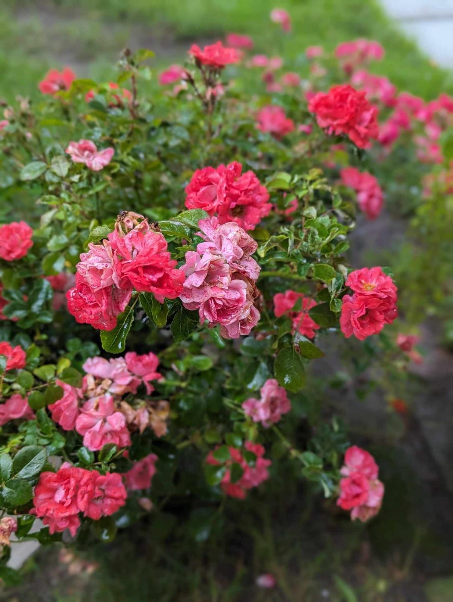 The Vistula Rose *